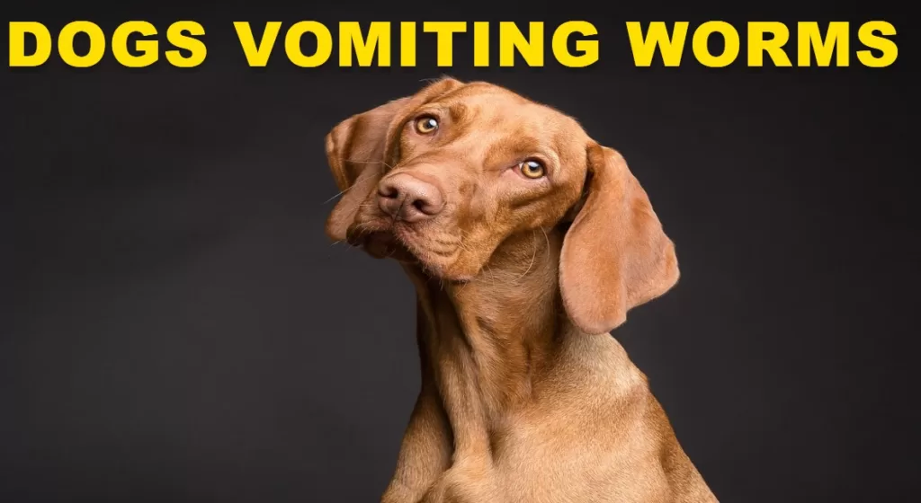 Dogs Vomiting Worms